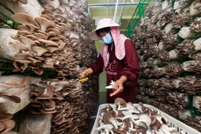 蕉岭县广福镇叶田村：“智慧方舱”里种出“致富菇”！