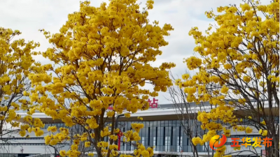 开通运营半年 梅龙高铁五华站“金”彩铺展迎宾客