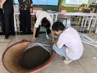 选出6个茶王10个优质茶！2025年人保杯客家炒绿品质评价活动举行现场取样