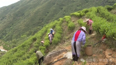 平远仁居项山甑：千米高山茶飘香，谷雨时节采茶忙