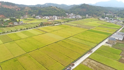 青瓦白墙、路宽景美...这样的平远美丽乡村，看完羡慕了！