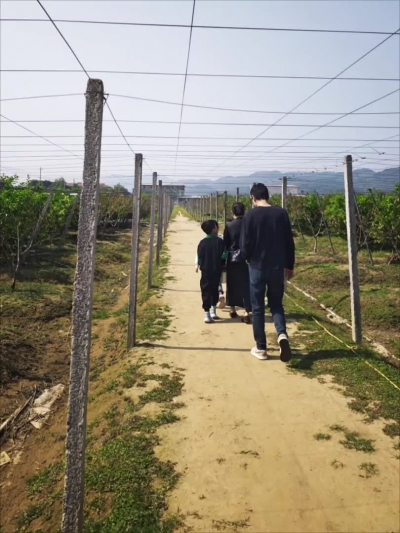 阳春三月，摘枣去