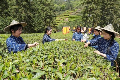 何以中国丨一茶兴百业