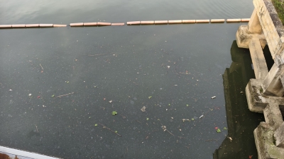 梅城梅江河现死鱼油污 结果...