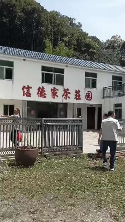 上春山 采春茶，清凉山茶场去来