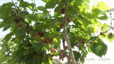 甜蜜蜜！平远黄沙桑葚果飘香~