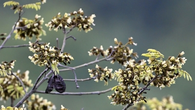 开花群落中最高树龄逾百年！广东大埔丰溪省级自然保护区小叶红豆迎来盛花期