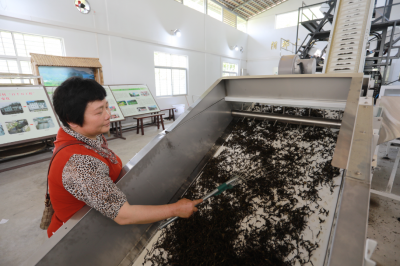 智能“挑茶”便农助农促增收！梅县区雁洋镇阴那村引进茶叶色选机壮大村集体经济