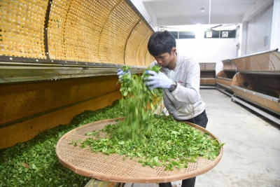 以茶富农助推乡村振兴！丰顺县留隍镇大坪村让荒山坡地变成群众致富“聚宝盆”