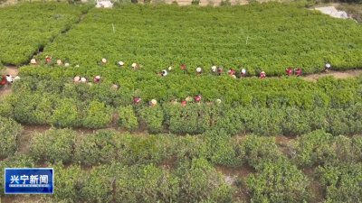 好山好水育好茶！走进兴宁径南，领略央媒“精选”的风采