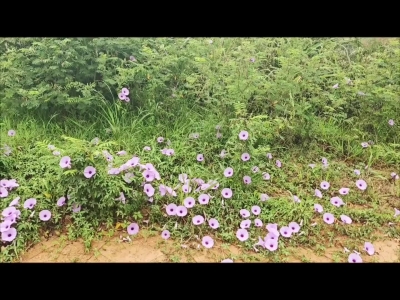 牵牛花的春天