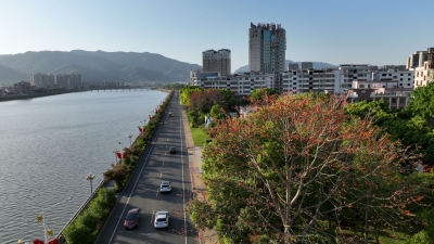 寿乡蕉岭·桂花