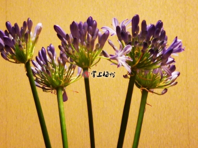 “黄金”镇名源自黄猄报恩传说（李钜镇/整理）