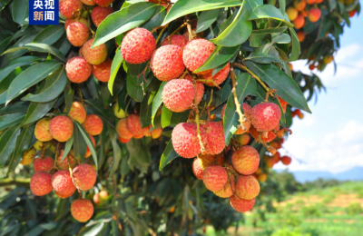 从“一骑红尘”到“一键下单” 岭南荔枝来了