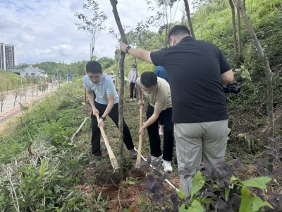 江南街道携手统战共植新绿 共绘绿色发展新画卷