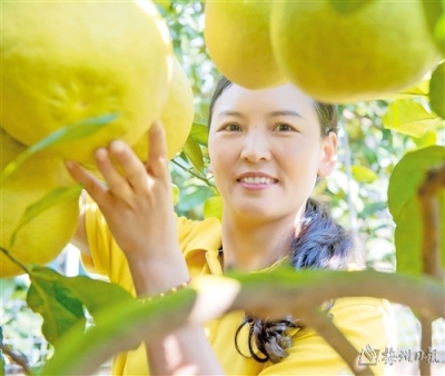 许素芬 | 酒香柚影里的客家女人