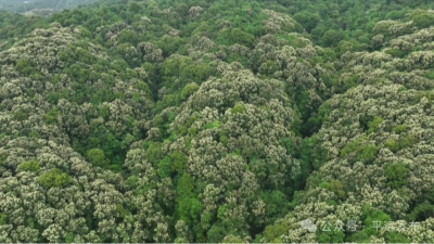 山间上演“烟花秀”！平远县多地漫山藜蒴花开