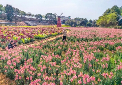 魅力梅州丨被梅州的“fafa”硬控了！快晒出你的“春日在场证据”吧~