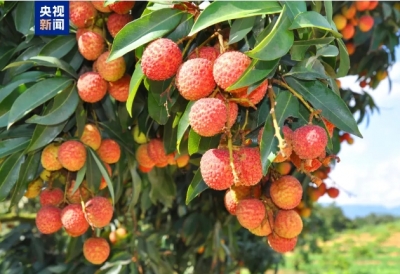 茂名荔枝的“甜蜜经济”：打好这三张“牌”是关键
