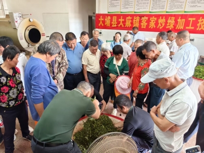 技术赋能茶产业！2025年大埔县大麻镇客家炒绿加工技术培训班成功举办