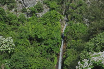 寿乡蕉岭·桂花