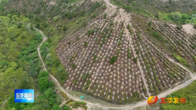 五华：2025年森林质量精准提升林分优化作业有序进行