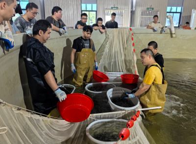 产量预计可达10万斤！梅江区鸿熙智慧渔业产业园首批鳜鱼迎来收获期  
