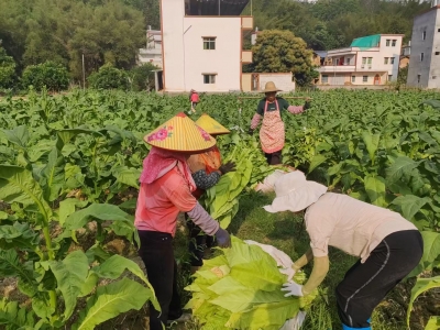 撂荒土地变良田 烟稻轮作绘新景！国企助力五华县华城镇“烟稻轮作”项目落地实施