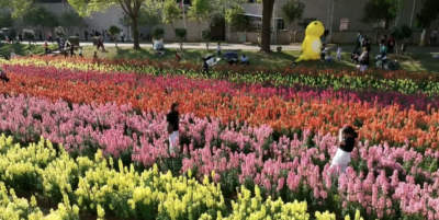 以花为媒！平远县长田镇曼佗山庄“五一”假期迎来旅游热潮