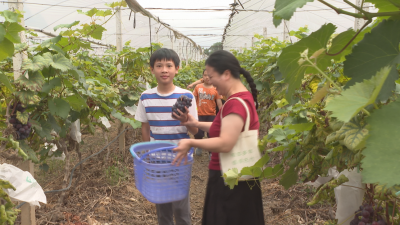 葡萄飘香人“萄”醉 “甜蜜经济”促增收！蕉岭县三圳镇葡萄园迎来采摘热