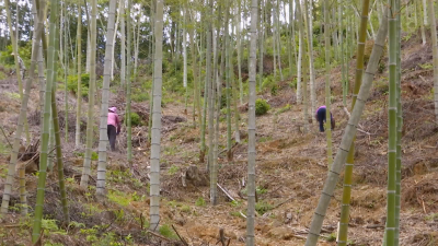 蕉岭县南磜镇蓝源村发展笋竹产业 打造乡村振兴“绿色引擎”