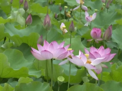 “荷”你相约！平远县梅畲荷花迎来盛花期 