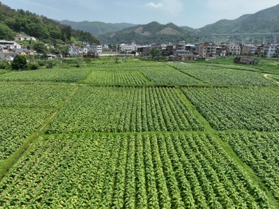 金叶飘香绘就丰收画卷！大埔高陂升级烘烤设施设备保障烤烟产业健康发展