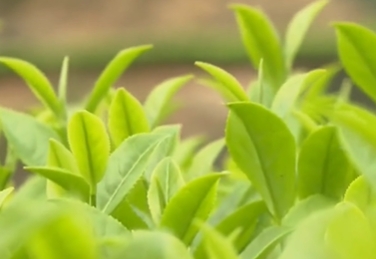 “客家炒绿”锚定新“硒”望！梅江区持续推动富硒茶产业高质量发展