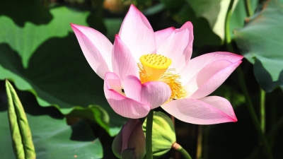 蕉岭县三圳镇“荷影秀色・三圳有约”系列活动等你来打call！