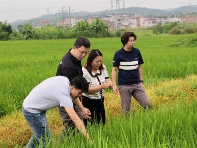 驻兴宁市坭陂镇帮扶工作队：科技赋能“试验田”  铺就乡村“新稻路”