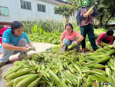 平远中行镇这片“希望田”，丰收啦！