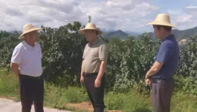 中国农业大学调研组赴梅县区桃尧镇调研金柚产业