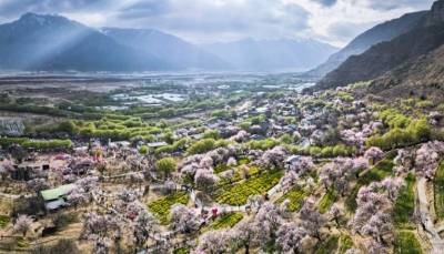 镜观·回响丨擦亮兴边富民的“桃花村”品牌 