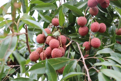 夏日“甜度”飙升！五华万亩荔枝成熟上市迎来产销两旺