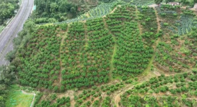 做好降雨天气田间管理！平远县农技人员深入田间地头“把脉支招” 