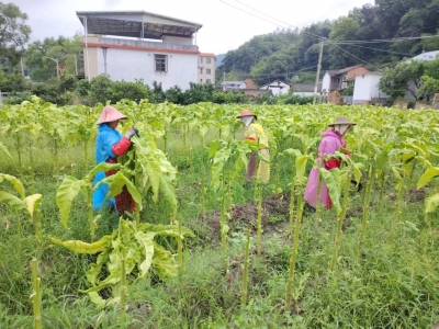 金叶翻涌绘新景！大埔青溪镇烤烟产业赋能“百千万工程”提质增效