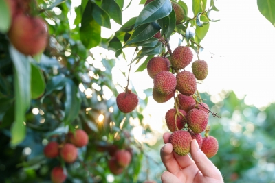 镜头连中外丨48小时“鲜”达 岭南荔枝香飘迪拜