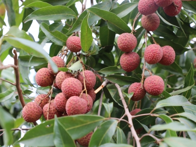 到五华啖荔鲜有多快乐？来自广西桂林的他即兴创作了一首歌！