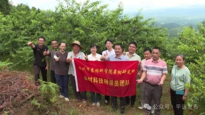 平远县河头镇300亩三华李成熟开摘！