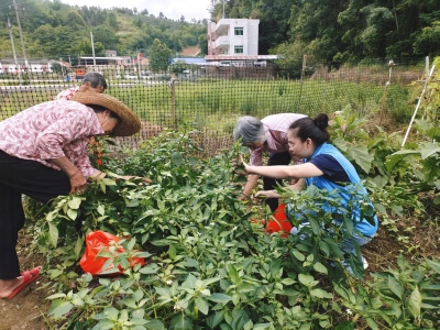 荒地变身“菜篮子” ！梅县区石坑镇社工站助力打造“爱心田”