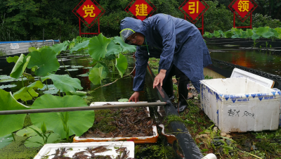 科技帮扶+精准施策！市农林科学院水产研究所助力梅县区大坪镇发展澳洲淡水龙虾产业