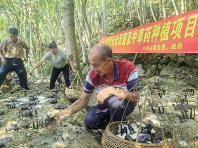 林下蕴宝藏！丰顺县八乡山镇深挖生态优势发展食用菌及中草药种植产业