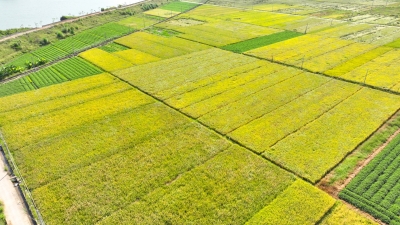 寿乡蕉岭·桂花