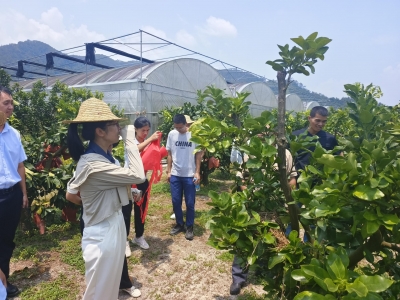 课堂田间双联动！梅州市特色农业高质量发展技术观摩培训会在大埔百侯举办